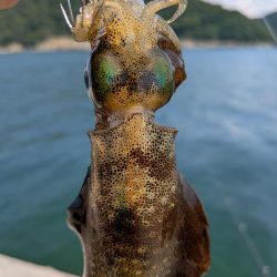 キスが釣れないので